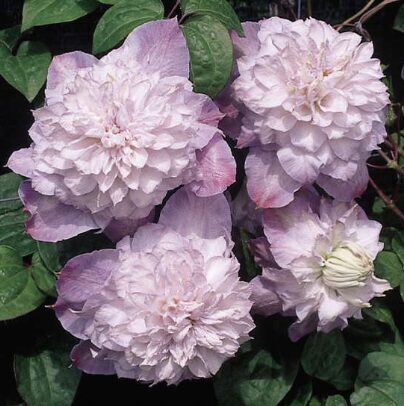 Mežvītenis 'Veronica's Choice'